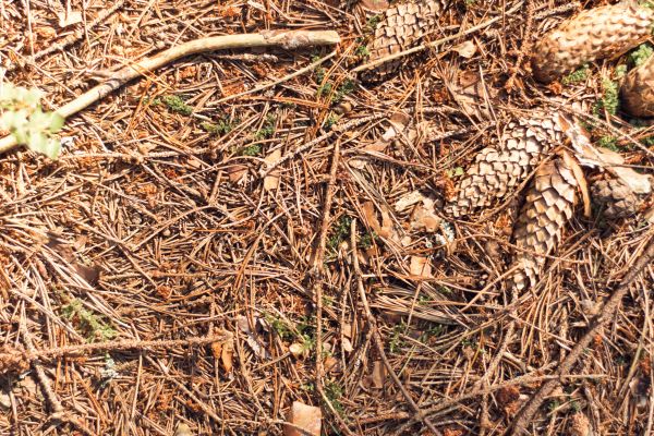 Pine Needles Removal in Santa Maria
