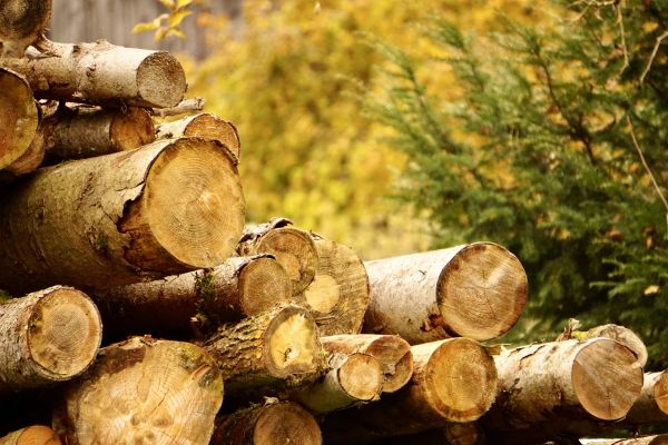 Wood Pile Removal in Santa Maria