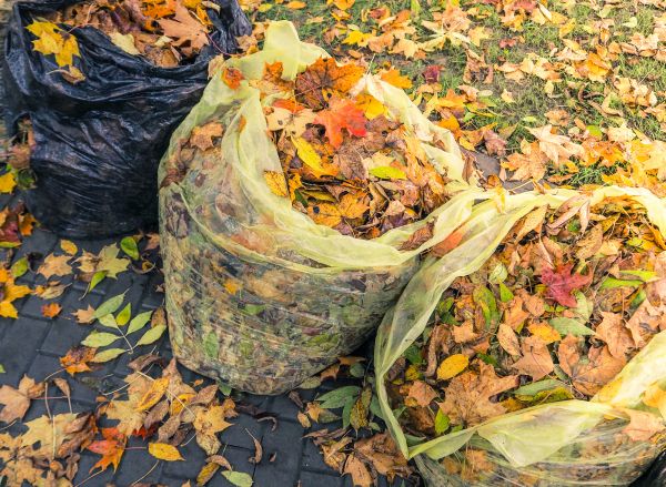 Yard Cleanup Service in Santa Maria