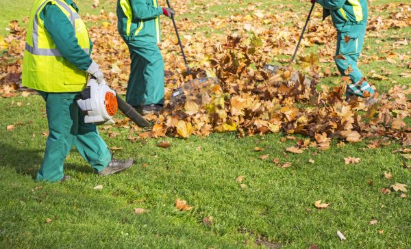 Leaf Maintenance in Santa Maria