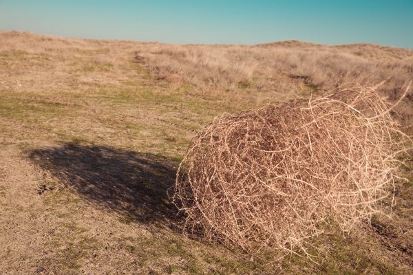 Tumbleweed Removal in Santa Maria