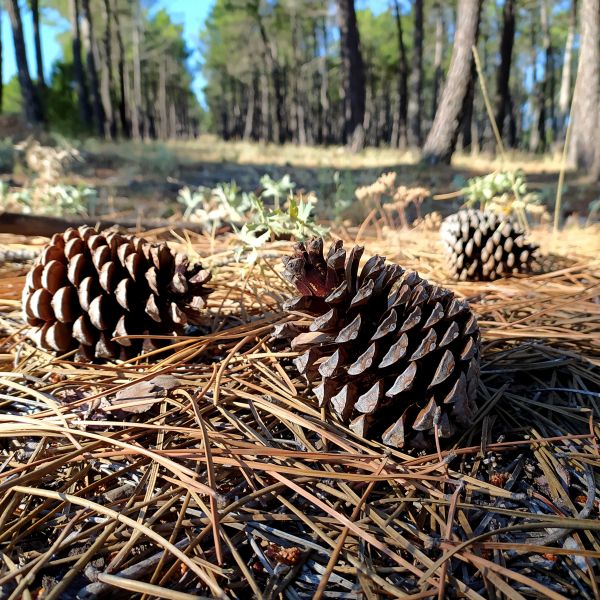 Pine Cone Removal in Santa Maria