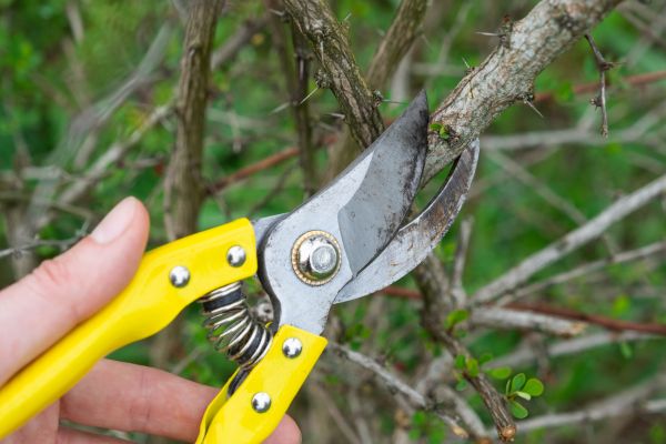 Limbs Removal in Santa Maria