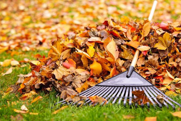 Yard Leaf Removal in Santa Maria