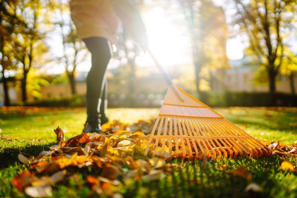 Leaves Raking in Santa Maria