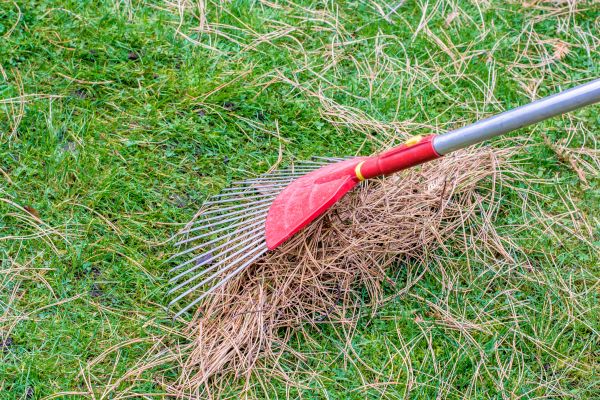 Yard Raking in Santa Maria