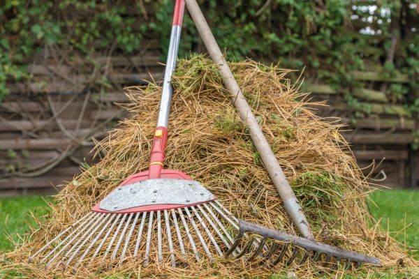 Pine Straw Clearing in Santa Maria