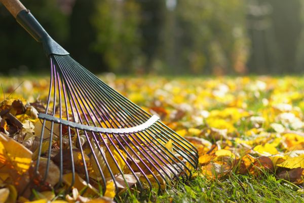 Leaf Removal in Santa Maria
