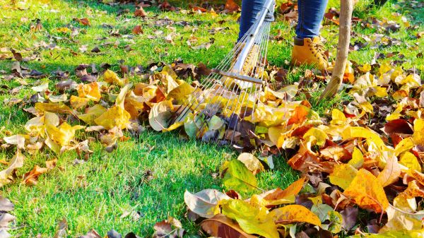 Lawn Cleanup Service in Santa Maria