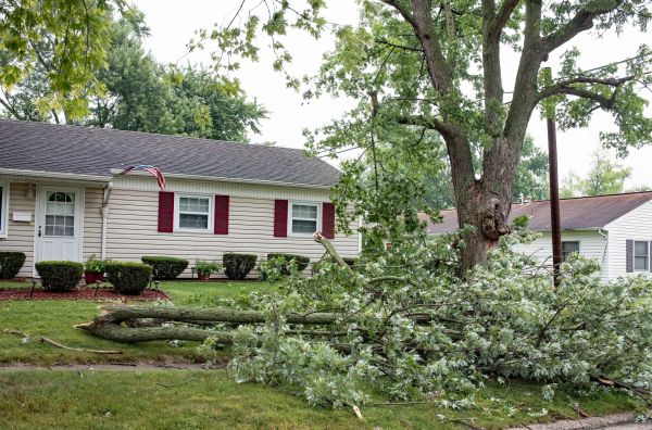 Fallen Branch Removal in Santa Maria